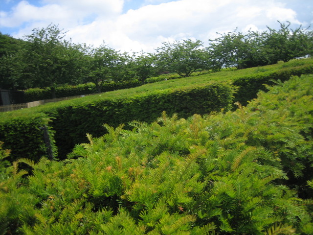 The top view of the maze we got lost in