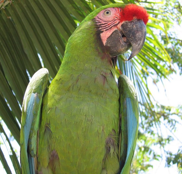 Parrot