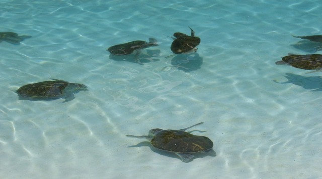 Las Tortugas!