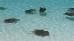 Las Tortugas!