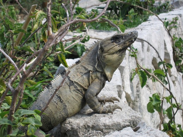 Here, lizard, lizard.