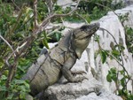 Here, lizard, lizard.